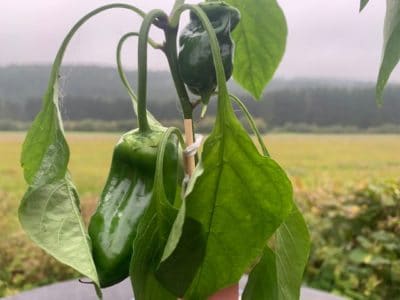 Chilischoten - Verschiedenen Chilisorten und der Anbau von Chili