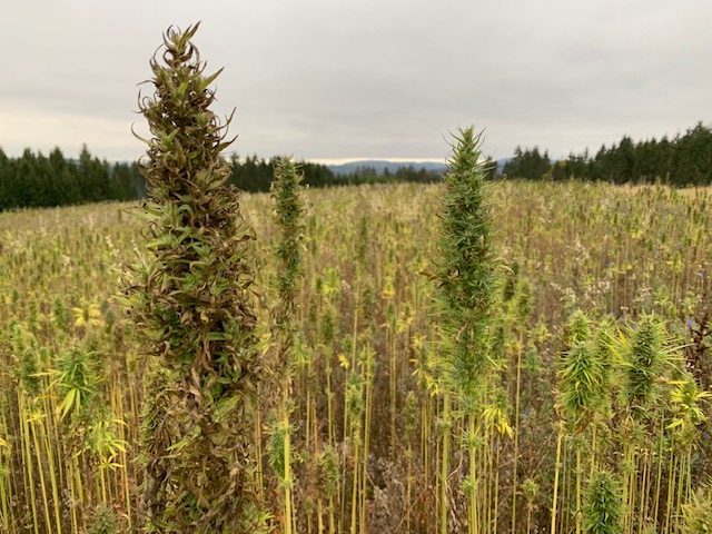 RE-Legalisierung von Cannabis: investieren in Hanf- bzw. Cannabisaktien