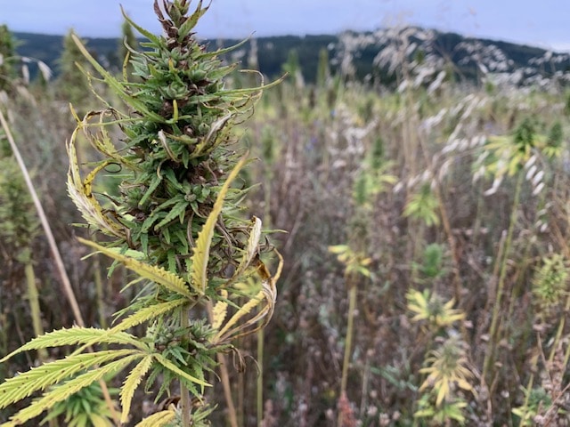 Heilpflanze Cannabis: CB1- und CB2-Rezeptoren (Endocannabinoidsystem)