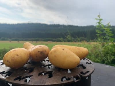 Die Kartoffel (Solarum tuberosum) ist ein wichtiges Lebensmittel