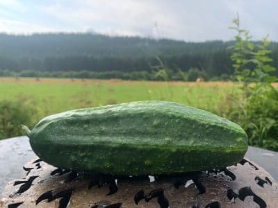 Salatgurken sind kulinarisch ein regelrechter Tausendsassa