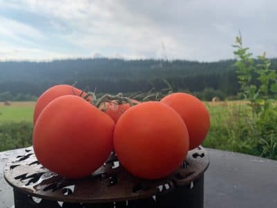 Tomaten - Eigenschaften und Verwendung von Tomatensorten