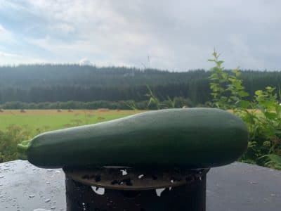 Zucchini anpflanzen und gekocht, gegrillt, gebacken oder auch roh essen