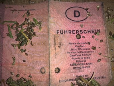 Cannabis und Führerschein: Anpassung der Grenzwerte umgehend nötig