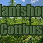 Hanfshop Cottbus: Eröffne einen guten CBD Internetshop in Cottbus