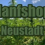 Hanfshop Neustadt: Eröffne einen routinierten Weed Onlineshop in Neustadt an der Weinstraße