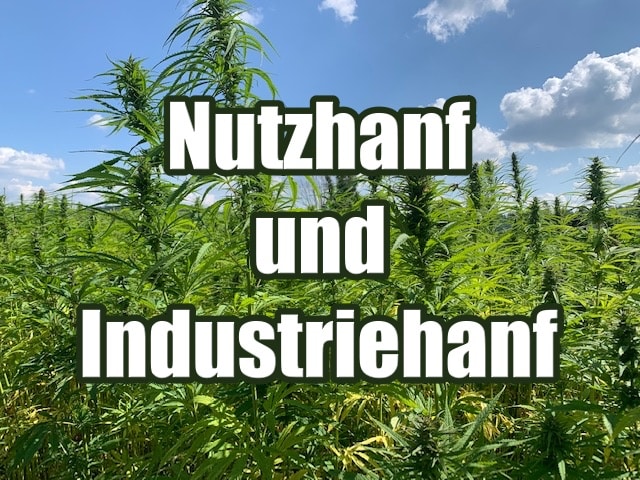 Was ist Nutzhanf oder Industriehanf? Die Hanfproduktion in der EU nimmt zu!