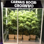 Eine Growbox für jeden Bedarf