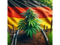 Cannabisanbauverbände in Deutschland: Ein neues Zeitalter beginnt Cannabisanbauverbände in Deutschland: Ein neues Zeitalter beginnt