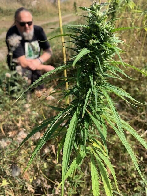 Michael Färber an einem Hanffeld