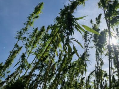 10-OH-HHC - Was steckt hinter dem Cannabinoid?