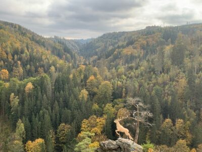 Ein neuer Hirsch im Höllental im Frankenwald