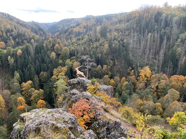 Ein neuer Hirsch im Höllental im Frankenwald