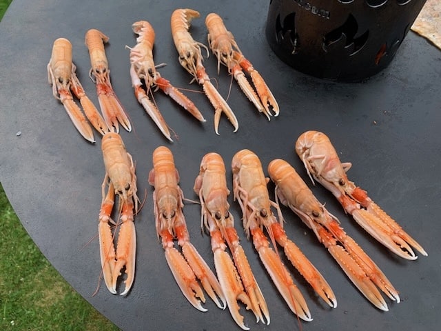 Kaisergranat Scampi - Wildfang