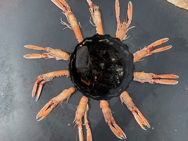 Kaisergranat Scampi - Wildfang