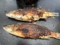 Wolfsbarsch von der Feuerplatte