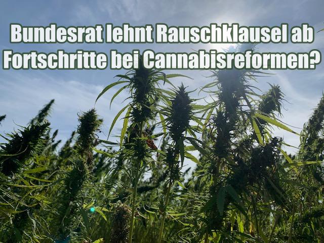 Bundesrat lehnt Rauschklausel ab – Fortschritte bei Cannabisreformen?