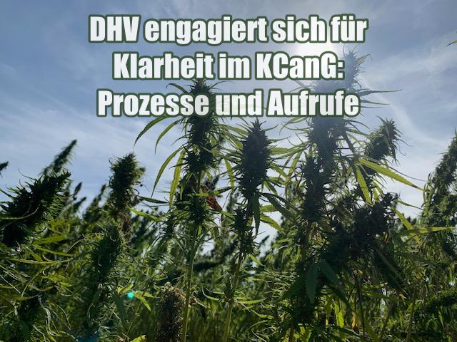 DHV engagiert sich für Klarheit im KCanG: Prozesse und Aufrufe