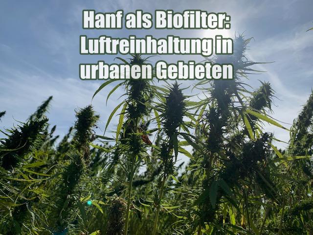 Hanf als Biofilter: Luftreinhaltung in urbanen Gebieten