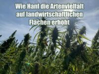Wie Hanf die Artenvielfalt auf landwirtschaftlichen Flächen erhöht