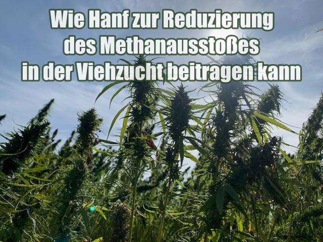 Wie Hanf zur Reduzierung des Methanausstoßes in der Viehzucht beitragen kann