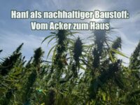 Hanf als nachhaltiger Baustoff: Vom Acker zum Haus