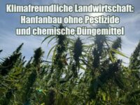 Klimafreundliche Landwirtschaft: Hanfanbau ohne Pestizide und chemische Düngemittel