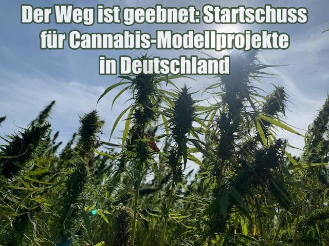 Der Weg ist geebnet: Startschuss für Cannabis-Modellprojekte in Deutschland