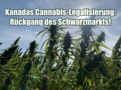 Kanadas Cannabis-Legalisierung: Rückgang des Schwarzmarkts