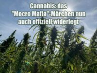 Cannabis: das "Mocro Mafia"-Märchen nun auch offiziell widerlegt