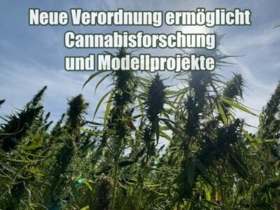 Neue Verordnung ermöglicht Cannabisforschung und Modellprojekte