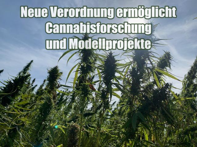 Neue Verordnung ermöglicht Cannabisforschung und Modellprojekte