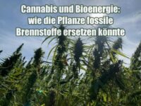 Cannabis und Bioenergie: wie die Pflanze fossile Brennstoffe ersetzen könnte Cannabis und Bioenergie: wie die Pflanze fossile Brennstoffe ersetzen könnte