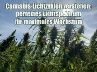 Cannabis-Lichtzyklen verstehen – perfektes Lichtspektrum für maximales Wachstum