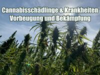 Cannabisschädlinge & Krankheiten – Vorbeugung und Bekämpfung