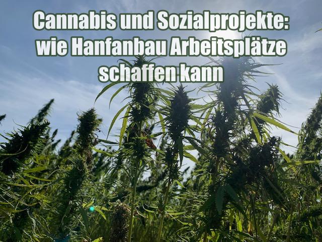 Cannabis und Sozialprojekte: wie Hanfanbau Arbeitsplätze schaffen kann