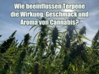 Wie beeinflussen Terpene die Wirkung, Geschmack und Aroma von Cannabis?