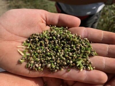 Wie beginnt man mit dem Anbau von Marihuana? Die wichtigsten Tipps für Anfänger
