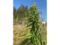 Medizinisches Cannabis in Deutschland: Wer hat Anspruch und wie läuft die Verordnung ab?