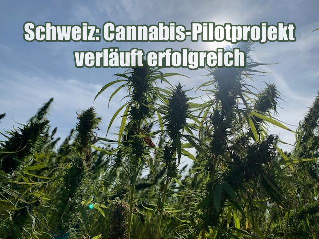 Schweiz: Cannabis-Pilotprojekt verläuft erfolgreich