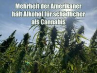 Umfrage: Mehrheit der Amerikaner hält Alkohol für schädlicher als Cannabis