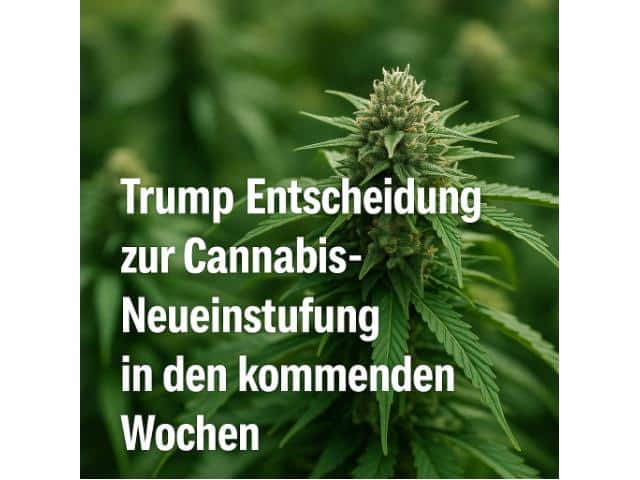 Trump Entscheidung zur Cannabis-Neueinstufung in den kommenden Wochen