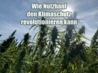 Wie Nutzhanf den Klimaschutz revolutionieren kann Wie Nutzhanf den Klimaschutz revolutionieren kann
