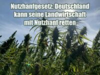 Nutzhanfgesetz: Deutschland kann seine Landwirtschaft mit Nutzhanf retten Nutzhanfgesetz: Deutschland kann seine Landwirtschaft mit Nutzhanf retten