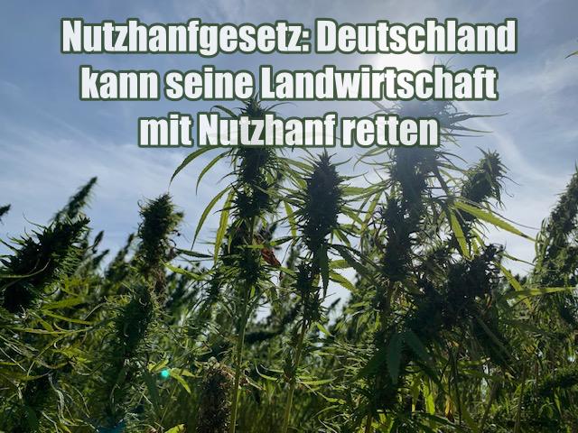 Nutzhanfgesetz: Deutschland kann seine Landwirtschaft mit Nutzhanf retten