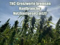 THC-Grenzwerte bremsen Hanfbranche: Nutzhanfliberalisierungsgesetz jetzt! THC-Grenzwerte bremsen Hanfbranche: Nutzhanfliberalisierungsgesetz jetzt!