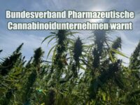 Bundesverband Pharmazeutische Cannabinoidunternehmen warnt