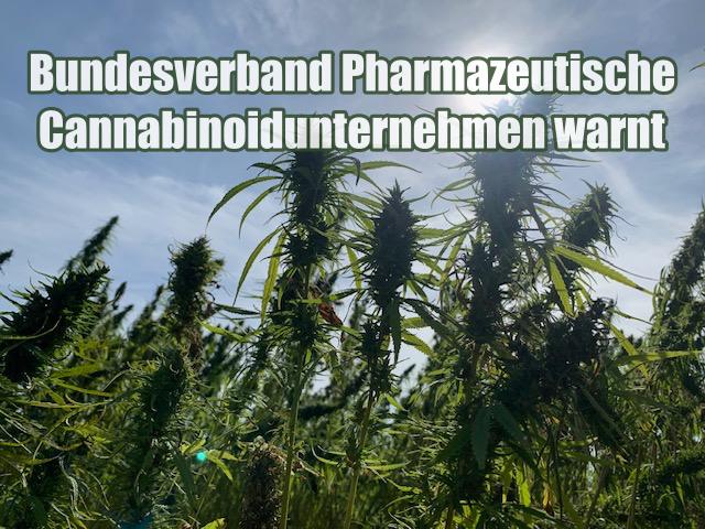 Bundesverband Pharmazeutische Cannabinoidunternehmen warnt