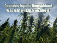 Cannabis legal in Deutschland: Was jetzt wirklich wichtig ist