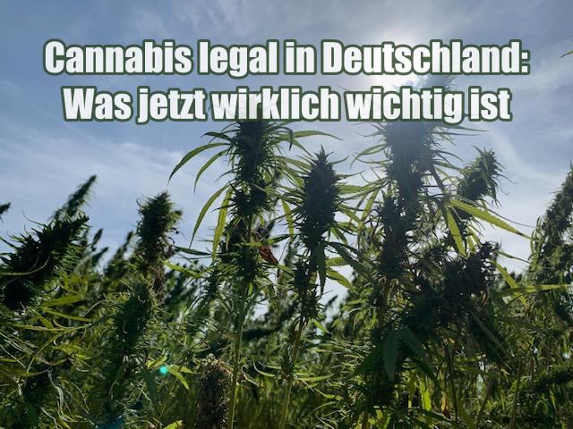 Cannabis legal in Deutschland: Was jetzt wirklich wichtig ist